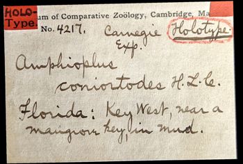 Media type: image;   Invertebrate Zoology OPH-4217 Aspect: labels